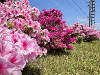 ホテルの入り口
ツツジ🌺の花が満開を迎えました
その豪勢な咲っぷりには驚きます見事‼️
#指宿ロイヤルホテル
#つつじ
#豪華