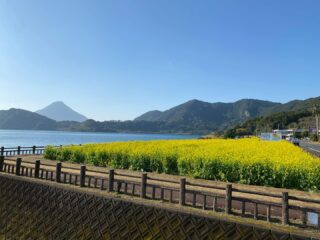 指宿は菜の花が絶好調！

午前中の打ち合わせが急遽キャンセルになったので、ひとりドライブ、池田湖に菜の花を見に来ました♪

週末の菜の花マラソンでは競技場オンリーだったので、ランナーの皆様の感想を聞きながら、私だって菜の花見たいぜー！ってことで、遅ればせながら指宿の名物菜の花ロードを楽しんでおります😆（走らないですが）

菜の花畑って、ふんわり菜の花のにおいがして、ミツバチ🐝のかわいい羽音が聴こえて、控えめに言って最高。。
指宿の菜の花はたぶん2月初旬くらいまでが見頃かと思うので、お早めにぜったい見に来てください！

平日に限ってぽかぽかな今日も、皆さまよい旅を

ゆり