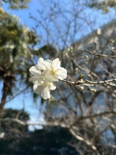 🌸春のお知らせ🌸⁣
⁣
ホテルの敷地内にある山桜が、少しずつ開花しはじめました🌸
やわらかな花びらが、春の訪れをそっと感じさせてくれます😌💓
⁣
また、夕食を1番早い18時スタートでお選びいただくと、⁣
外の夕暮れの景色も一緒にお楽しみいただけます🌴🌅
⁣
これから少しずつ見頃を迎えていきますので、⁣
ご滞在の際はぜひ春の景色もお楽しみください🌿⁣
⁣
------------------------------------
⁣
@ibusukiroyalhotel⁣
☝🏻タップして他の投稿もチェック★⁣
⁣
ご予約・お問い合わせ⁣
指宿ロイヤルホテル⁣
📞0993-23-2211⁣
受付時間　9:00〜17:00⁣
⁣
鹿児島県指宿市十二町4232-1 ⁣
指宿駅からタクシーで6分にある指宿ロイヤルホテル

#指宿ロイヤルホテル #指宿 #鹿児島 #鹿児島旅行 #温泉旅行
