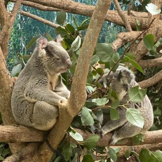 なんだかふいにコアラに会いたくなって、平川動物園に行ってみました。

皆様こんにちは、細川です！新年度いかがお過ごしでしょうか？こちら指宿では短い春も終盤を迎え、早くも初夏の日差しになって参りました。そろそろ皆様お待ちかねの「暑い🫠指宿」が始まりますよ〜笑

暑くなってもケバブもタコスも売ってませんが、ふと思い立って【コアラ🐨に会いに行けるまち】、それが指宿。

実は、コアラの飼育頭数で国内最多をほこる【平川動物公園】までは、指宿から国道226号線をまっすぐ北へドライブして約50分🚗海を見ながらあっという間！
なんでもコアラが見られる動物園って日本には7ヶ所しかないそうで、指宿ロイヤルホテルにお泊りのお客様の中にも「コアラの推し活」で鹿児島・指宿にお越しいただく方が結構いらっしゃいます！

そんなコアなコアラファンの皆様に触発され久しぶりに行ってみましたが、新しいコアラ館ではコアラ🐨をとても間近に見られるようになっていて以前よりコアラ度アップ！
ひとくちにコアラといえどもよくよく見ると全員（？）顔や毛の色が微妙に違っていておもしろかったです。
きっと向こうもそう思ってるでしょうけど🤭

平川動物公園には他にもたくさんの動物がいるほか、季節折々の樹木も楽しめます。順路は道幅があって歩きやすくベンチや木陰もあるので、ちょっと駆け出したい年頃のお子様も、ゆっくりペースでお散歩を楽しみたい方々もどちらにもピッタリ。車椅子♿️利用の方も楽しんでいらっしゃるご様子でした。

ところどころにフードコーナーや自動販売機はありますが、おやつや水筒をご持参になるとベストかと！私のおすすめ休憩スポットは、ワオキツネザルのいる島の前。
おやつに持参した郷土菓子「かるかん」を食べながら眺めるワオキツネザルが、なんちやならん（訳:なんとも言えず趣がある）

ただ、4月前半というのに鹿児島の日差しが強烈で、直射日光にさらされた私のおでこはヒリヒリになりました…
ここから先の鹿児島旅には、帽子と日焼け止めが必須ですので、紫外線対策ぜったいにお忘れなく！！😭

なんだか不意に思い立った今日も、皆様よい旅を。

細川ゆり