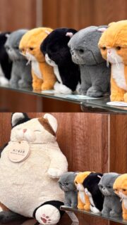 初夏の風に誘われておでかけしてみませんか？
先日売店の模様替えを行いました🛍️
コンセプトは　“旅を共にプレゼント“✈️
母の日、新茶、夏の商品と
初夏ものを取りそろえました
どうぞ！！

大女将より

#指宿ロイヤルホテル 
#売店 
#初夏