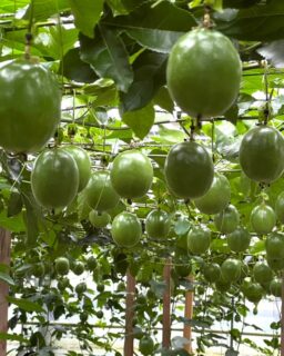 ⁣
6月になると、指宿はマンゴーやパッションフルーツなど⁣
南国の果物が店先に並び始めます🥭⁣
⁣
指宿ロイヤルホテルでも例年朝食に⁣
パッションフルーツをお出ししています✨⁣
先日生産者さんのハウスを訪ねてまいりました。
緑色のパッションフルーツがたくさん実り
とても美しい光景でした。👀💭⁣
⁣
午前中から花が開き、3時間程で萎んでしまう、
時計草（パッションフルーツ）の花、
咲いた花に丁寧に受粉作業をしないと、
いい果実にならないのよ！と。お聞きしました。

完熟するまでもう少しお時間くださいませ☺️
甘さとちょつとすっぱい南国フルーツを
もうすぐ皆様方へもお届けできるはずです。

指宿にてお待ち申しあげます❗️

大女将

#指宿ロイヤルホテル #パッションフルーツ #南国フルーツ