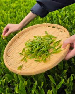 【芽吹きを、グラスの中に。🌱】⁣
⁣
夕暮れの海を眺めながら、この季節だけの一杯を。⁣
⁣
新茶のやさしい香りを感じていただけるよう、⁣
“ Mebukiのたより ”と名づけたモクテル。⁣
⁣
女将と飲料化スタッフで⁣
鹿児島のお茶農園「はるとなり」さんへ。⁣
やわらかな新芽〈やぶきた〉をひとつひとつ手摘みし、⁣
その芽吹きを氷の中へ閉じ込めました。🧊⁣
⁣
グラスの中でゆっくり溶けていく、⁣
新茶の香りと初夏の余韻。⁣
⁣
旅の余韻にそっと寄り添うように、⁣
お食事の時間をゆったりお楽しみください。⁣
⁣
⁣
ーーーーーーーーーーーーーーーー⁣
⁣@ibusukiroyalhotel
☝🏻タップして他の投稿もチェック★⁣

ご予約・お問い合わせ⁣
⁣指宿ロイヤルホテル⁣
📞0993-23-2211⁣
受付時間　9:00〜17:00⁣
⁣
鹿児島県指宿市十二町4232-1 ⁣
指宿駅からタクシーで6分にある指宿ロイヤルホテル⁣

#指宿ロイヤルホテル #指宿 #新茶 #鹿児島 #温泉旅行