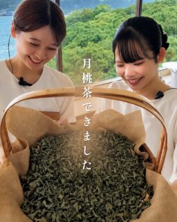🍂月桃茶できました🍂

お客様にぜひ味わっていただきたいのが
ホテルで手づくりした9月限定の「自家製 月桃茶」🫖

実はこの月桃茶、
スタッフが月桃の葉を
実際に摘みに行くところから始まっているんです🌿

一枚一枚洗ってカットし、じっくり乾燥させて、
お茶になるまで丁寧に仕込んでいます。

お湯を注ぐと、ふわっと広がる月桃の香り。
その香りまで含めて、
ゆっくりと秋の時間を楽しんでいただけたら嬉しいです。

お茶のおともには、
鹿児島県産さつまいもを香ばしくブリュレし、
アイスクリームを添えた秋のデザートを🍠

「秋カフェセット」は
秋限定の宿泊プランのほか、
カフェタイムでもご注文いただけます🍠

指宿ロイヤルホテルでしか味わえない
　　　　スタッフが秋に向けて仕込んだ一杯。
　　　　　　　　　ぜひ、味わってみてください🌿🍂

ーーーーーーーーーーーーーーーー⁣
@ibusukiroyalhotel
☝🏻タップして他の投稿もチェック★⁣

ご予約・お問い合わせ⁣
⁣指宿ロイヤルホテル⁣
📞0993-23-2211⁣
受付時間　9:00〜17:00⁣
⁣
鹿児島県指宿市十二町4232-1 ⁣
指宿駅からタクシーで6分にある指宿ロイヤルホテル

#指宿ロイヤルホテル #鹿児島 #指宿 #指宿カフェ #月桃