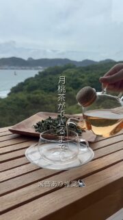 【とあるホテルが作る 自家製月桃茶】

まずはとりに行くところから始まる。
一枚一枚丁寧に。

特別な作り方ではないけれど、
「ホテルで過ごす時間に、
　　　　ほっとひと息ついてもらえたら」
そんなことを思いながら、大事に仕込みました。

お湯を注ぐと、ふわっと広がる月桃の香り。

この一杯がを味わえるのは
9月〜10月の秋限定🍂
指宿で過ごす秋の思い出のひとつになりますように。

スタッフの手から、お客様のもとへ。
心を込めてお作りしています🌿

ーーーーーーーーーーーーーーーー⁣
@ibusukiroyalhotel 
☝🏻タップして他の投稿もチェック★⁣

ご予約・お問い合わせ⁣
⁣📍指宿ロイヤルホテル⁣
📞0993-23-2211⁣
受付時間　9:00〜17:00⁣
⁣
鹿児島県指宿市十二町4232-1 ⁣
指宿駅からタクシーで6分にある指宿ロイヤルホテル

#鹿児島 #暮らし #指宿 #指宿ロイヤルホテル #自家製
